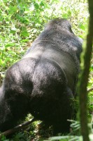 Big ape butt